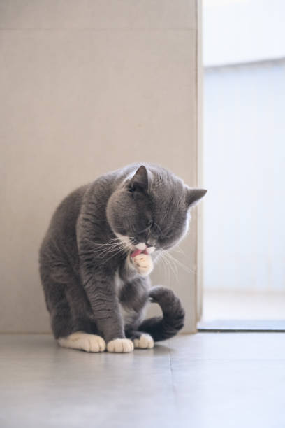 istock Grey cat, shot indoors 915083108