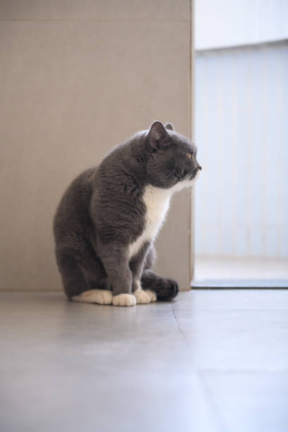istock Grey cat, shot indoors 915083114
