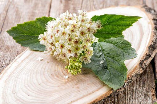 viburnum inflorescence on  sawed tree slice and natural wooden background