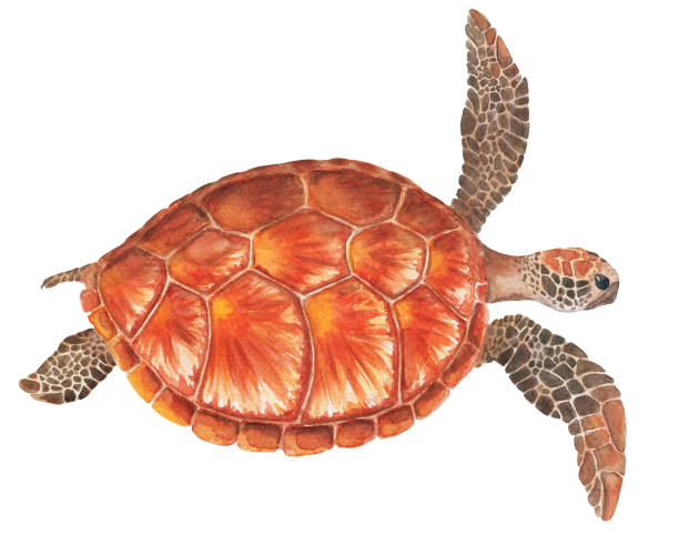 istock Sea turtle watercolor illustration on white background. Marine tortoise drawing. 915083634