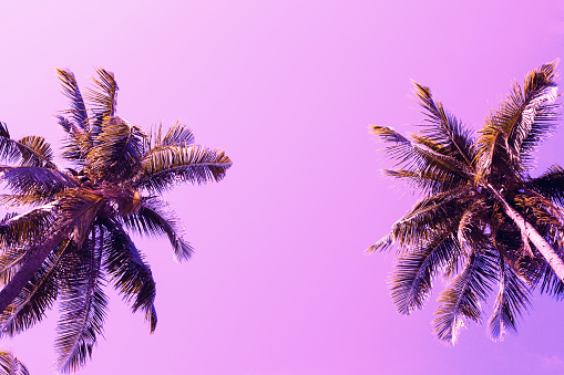Green palm tree crowns on violet sky background. Coco palm pink toned photo. Summer vacation travel banner template. Exotic palm leaf ornament. Tropical island nature. Green palm forest in sunset