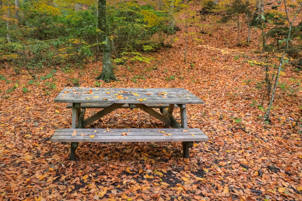 Forest in Yedigoller National Park, Bolu, Turkey