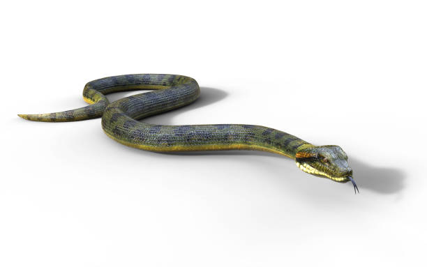istock Snake, Anaconda, Boa Constrictor The World's Biggest Venomous Snake 915085944