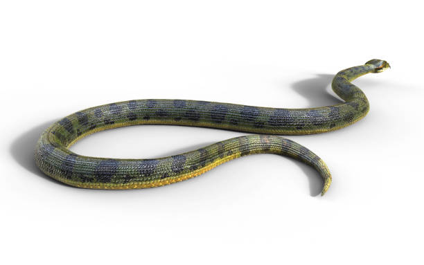 istock Snake, Anaconda, Boa Constrictor The World's Biggest Venomous Snake 915085946