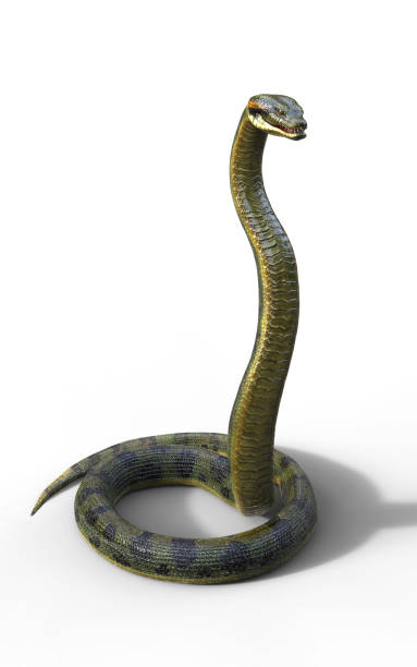 istock Snake, Anaconda, Boa Constrictor The World's Biggest Venomous Snake 915085970