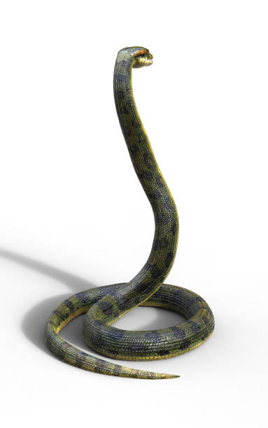istock Snake, Anaconda, Boa Constrictor The World's Biggest Venomous Snake 915086020