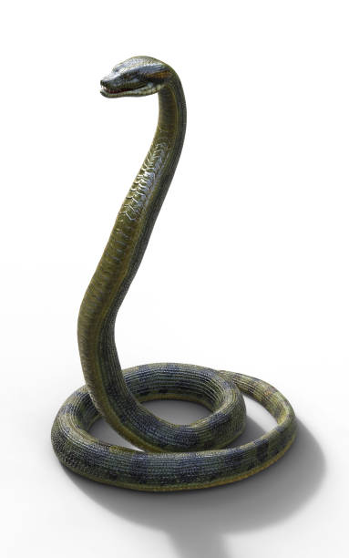 istock Snake, Anaconda, Boa Constrictor The World's Biggest Venomous Snake 915086028