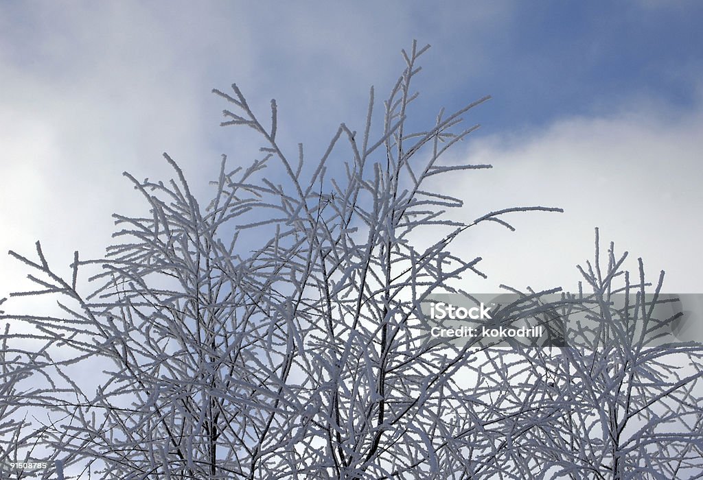 frozen branches  Backgrounds Stock Photo