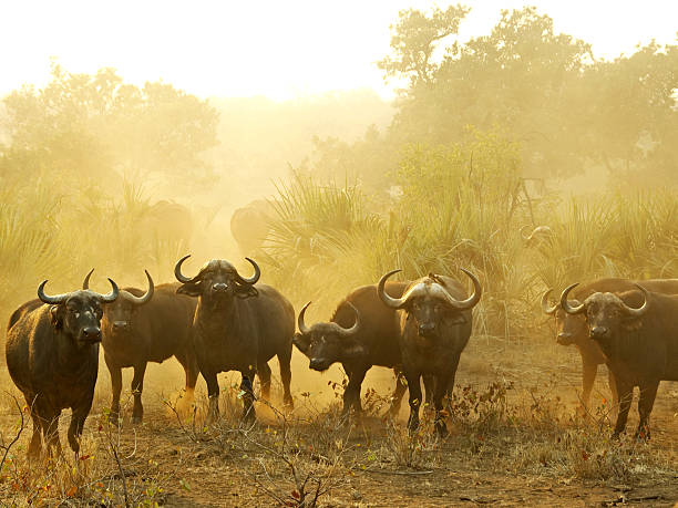 konfrontation - kruger national park sunrise south africa africa stock-fotos und bilder