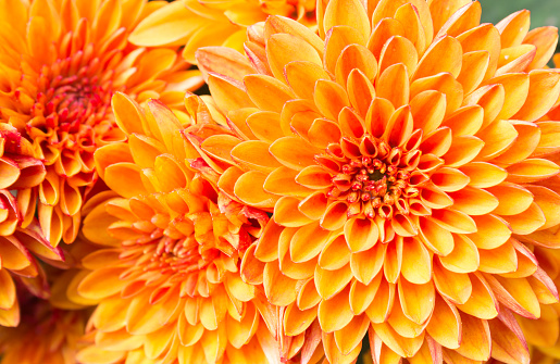 Abstract macro top view close-up of a yellow-pink pastel colored Dahlia flowerhead with shallow DOF