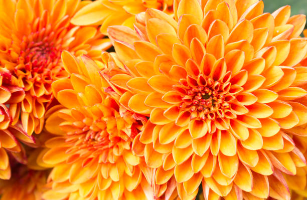 Light Orange Yellow Mum Flowers in The Garden Right Ligth orange yellow Mum flowers in garden. Beautiful Mum flowers background. Mum flower for design or decoration. Cute Mum flowers orange flowers stock pictures, royalty-free photos & images