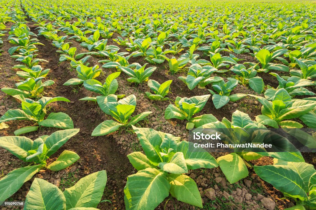 Young green tobacco plant in field at Sukhothai province northern of Thailand View of young green tobacco plant in field at Sukhothai province northern of Thailand Agricultural Field Stock Photo
