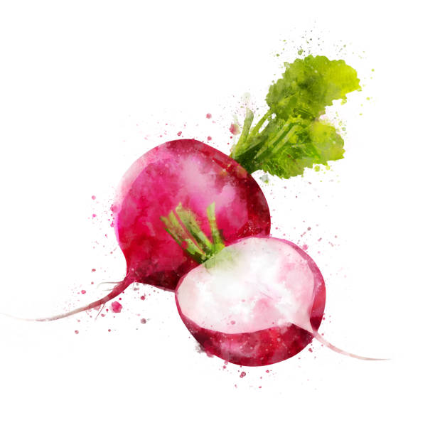 Radish on white background. Watercolor illustration Isolated hand-painted illustration on a white background radish art drawing stock illustrations