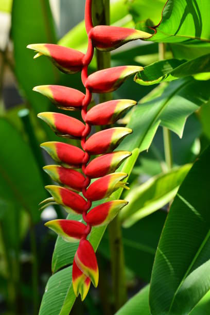 istock Heliconia / Lobster-claw / Toucan peak 915101214