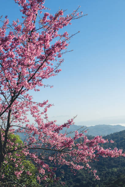 istock Hello spring Pink flowers in the forest 915101324