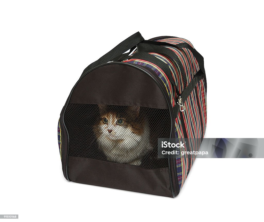Gabbietta per animali con il cat - Foto stock royalty-free di Animale