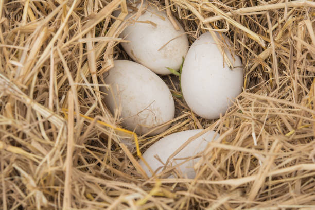 istock Goose eggs on the ground and dried straw nest 915103200
