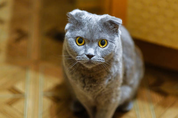 istock portrait of a Scottish fold cat 915106088