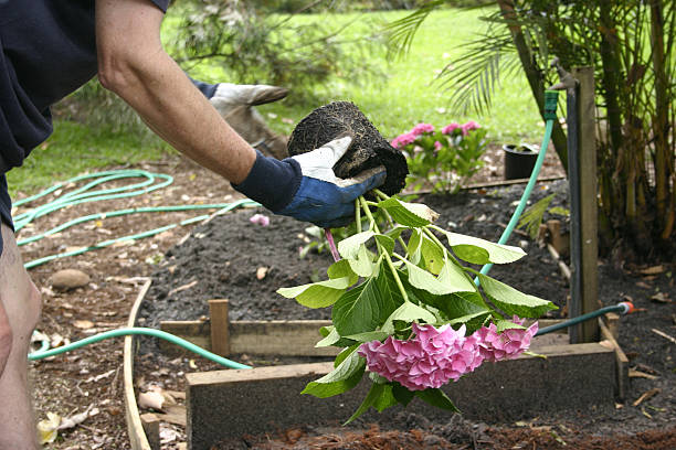Gardener Planting Hydrangea stock photo