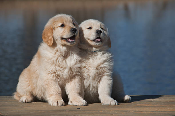 Hunde auf dem dock – Foto