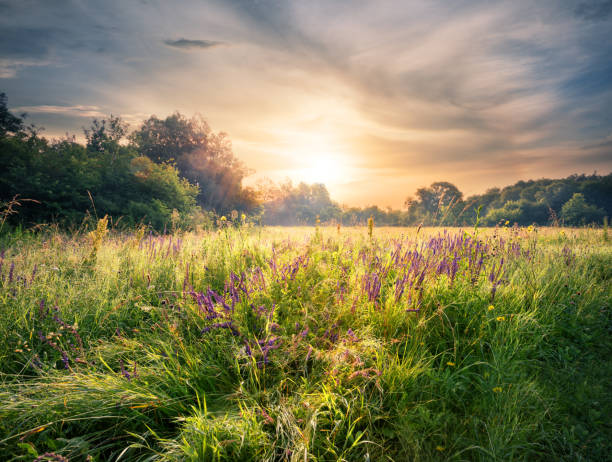 istock Meadow with wildflowers under the setting sun 915109450