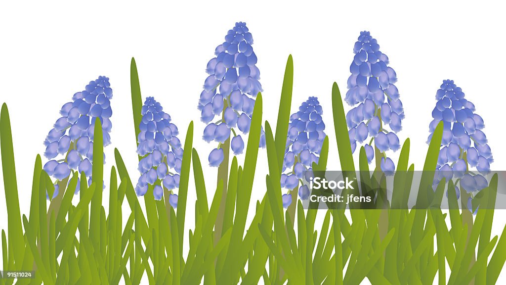 Uva Hyacinths - Ilustração de Flora royalty-free