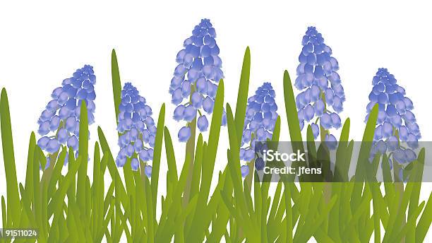 Vetores de Uva Hyacinths e mais imagens de Flora - Flora, Azul, Beleza natural - Natureza
