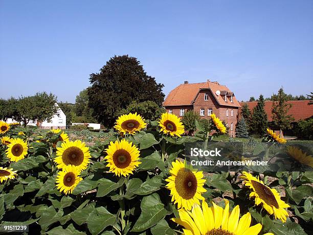 Foto de Campo De Girassóis Na Frente De Uma Casa e mais fotos de stock de Agricultura - Agricultura, Ajardinado, Azul