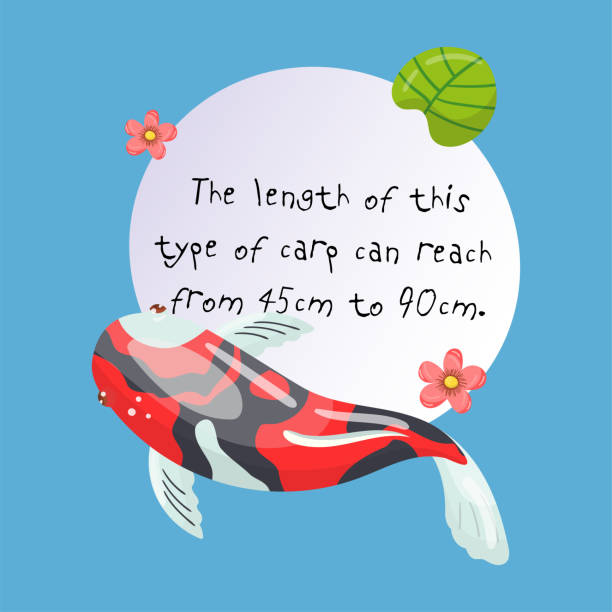 Features of Shova Carp Koi, traditional sacred Japanese fish, element for creating your own infographic design with handwritten text, vector Illustration Features of Shova Carp Koi, traditional sacred Japanese fish, element for creating your own infographic design with handwritten text, colorful vector Illustration. shova stock illustrations