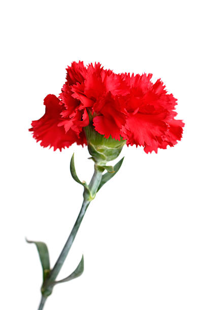 istock Red carnation flower isolated on white 91511258