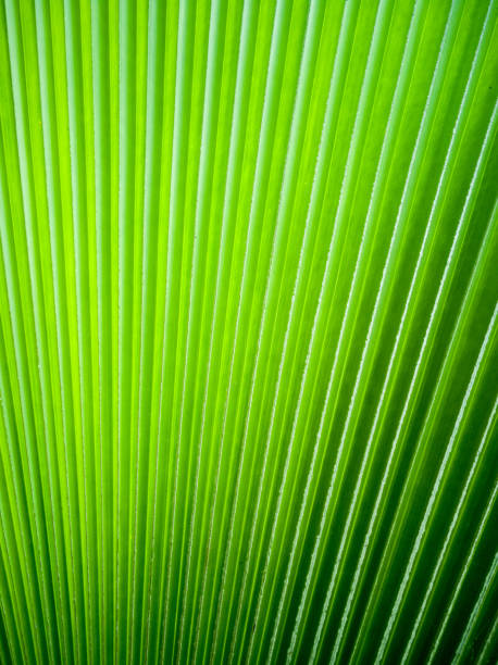 istock Texture of green leaf as background use for background 915112714
