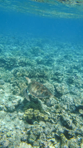 istock Sea Turtle at the Great Barrier Reef, Australia 915113128