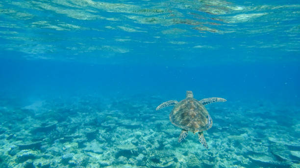 istock Sea Turtle at the Great Barrier Reef, Australia 915113176