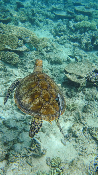 istock Sea Turtle at the Great Barrier Reef, Australia 915113206
