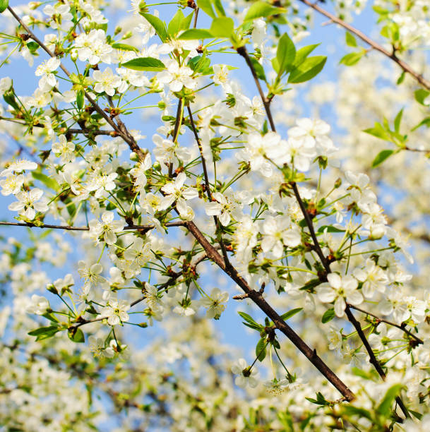 istock Cherry flowers on sky background 915113714