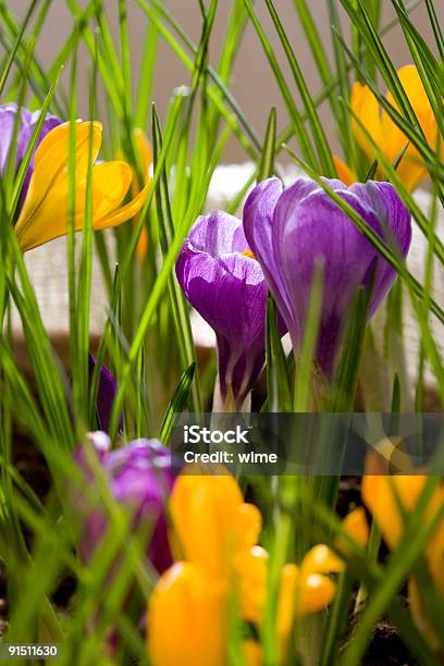Primavera Croco - Fotografias de stock e mais imagens de Amarelo - Amarelo, Ao Ar Livre, Beleza natural