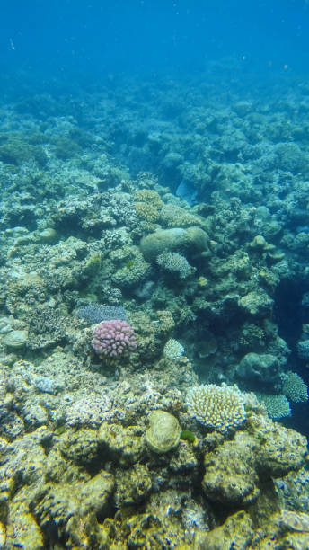istock Great Barrier Reef, Australia 915116642