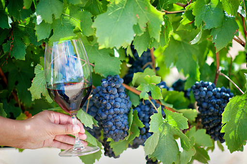 A mixed race human hand holding a glass of red wine with cabernet sauvignon pinotage bunches of grapes with green leaves Stellenbosch Cape Winelands South Africa