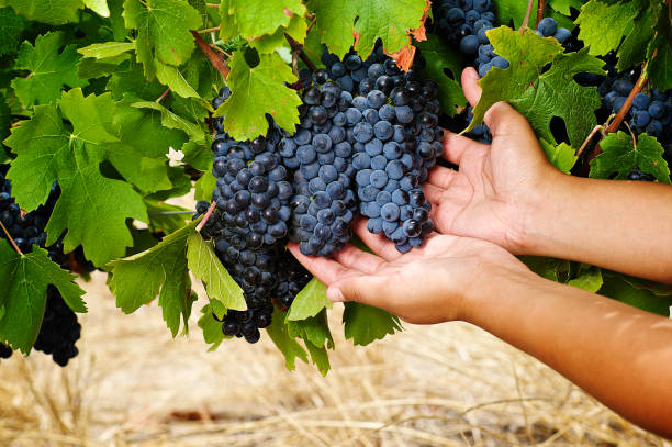 Mixed race human hands holding cabernet sauvignon pinotage bunches of grapes  with green leaves Stellenbosch South Africa