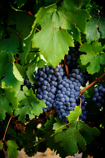 A Bunch of red pinotage cabernet sauvignon merlot port grapes in between green leaves close up Stellenbosch Cape Winelands South Africa