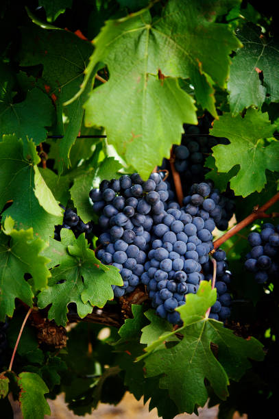Bunch of Red Grapes Hanging stock photo