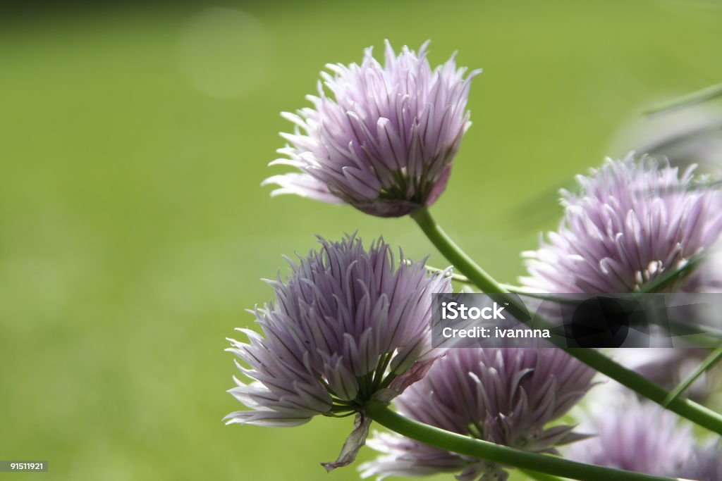 Fiore di erba cipollina - Foto stock royalty-free di Aglio - Alliacee