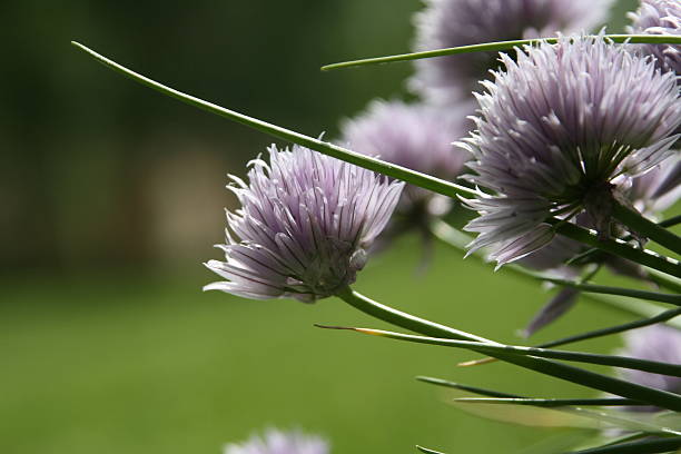 Flowers of chive  chives allium schoenoprasum purple flowers and leaves stock pictures, royalty-free photos & images