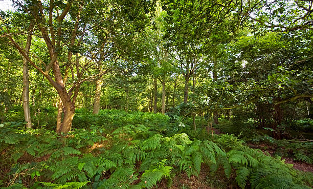 Floresta com feto undergrowth - fotografia de stock