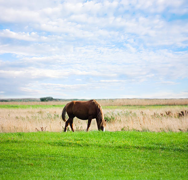 istock horse on the meadow, summer, blue sky 91511995