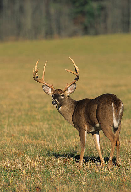 istock Trophy Whitetail Buck 91512128