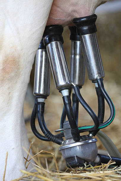 istock milking machines connected to cow udders 91512257