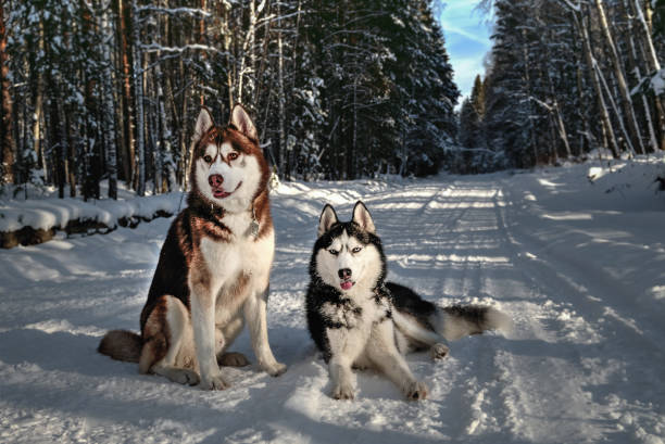 istock Siberian husky on a winter 915123986