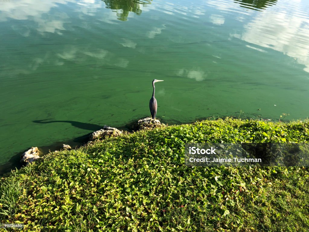 little blue heron flies flying blue heron in a green river polluted with algae Algal Bloom Stock Photo