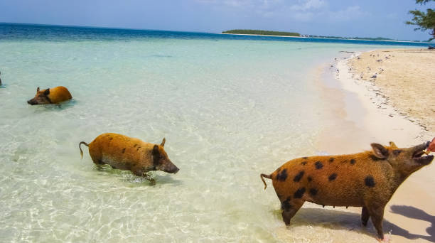 istock Pig Beach, Bahamas 915124498